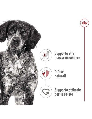 ROYAL CANIN DOG ADULT...