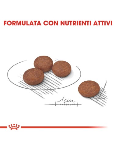 ROYAL CANIN DOG MINI...