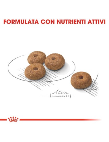 ROYAL CANIN DOG MINI...